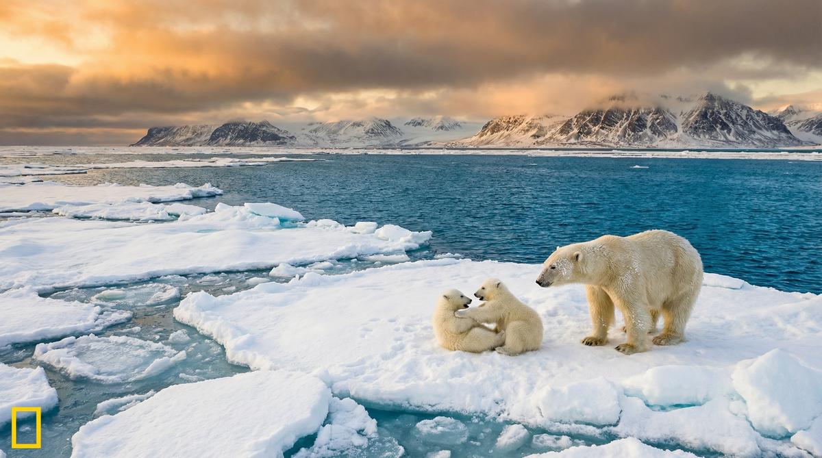 蘑菇视频北极熊视频